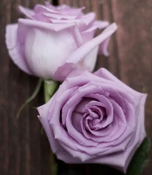 海洋之歌是经过培育自然生长出的紫色玫瑰,不同于现在昆明市场上的